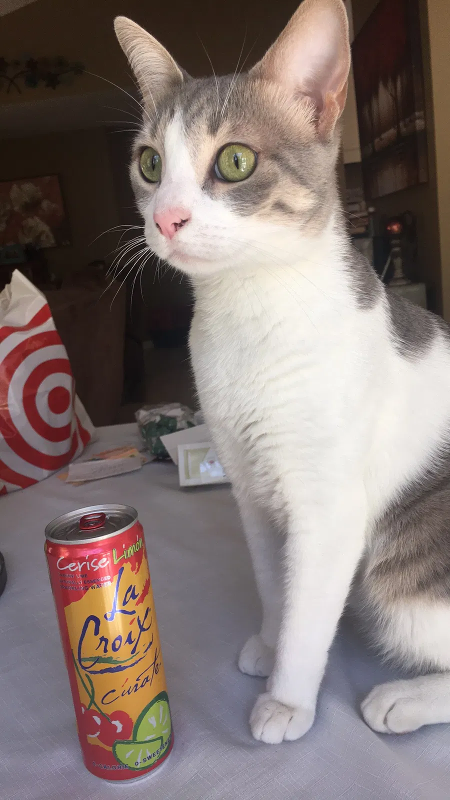 Lost cat in San Jacinto, CA, 92583