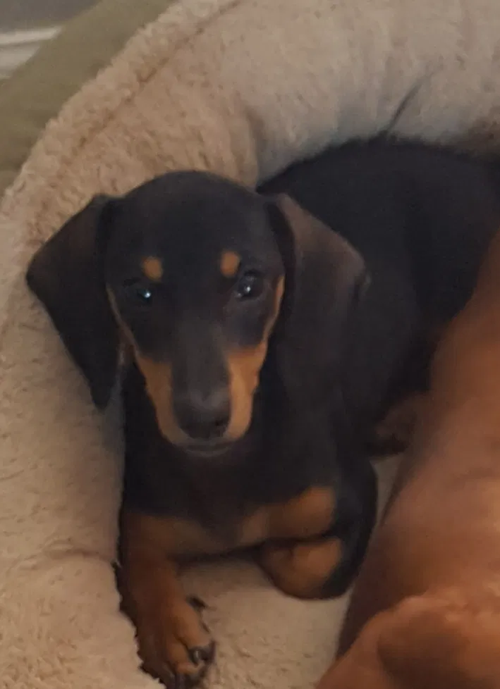 Lost dog in Glendale, AZ, 85303