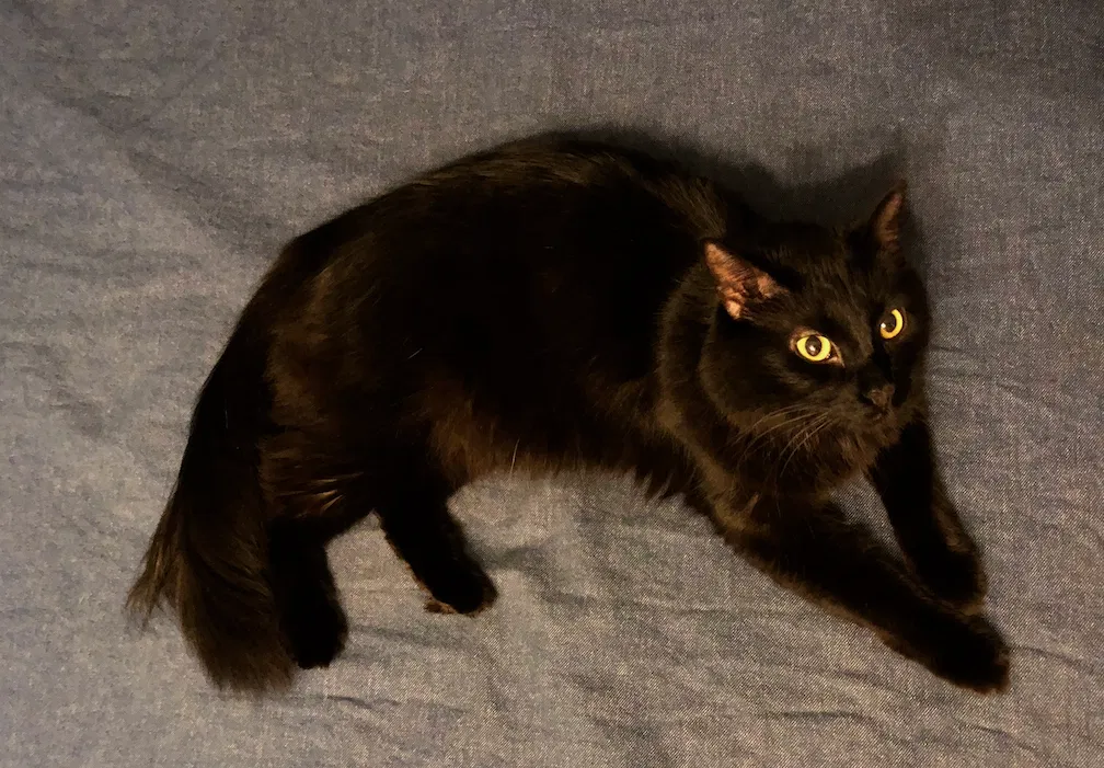 Lost cat in Littleton, CO, 80128