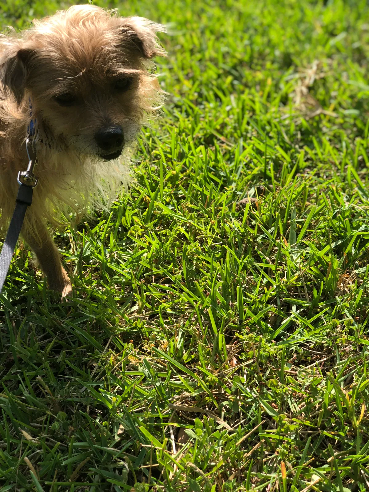 Lost dog in Orlando, FL, 32811