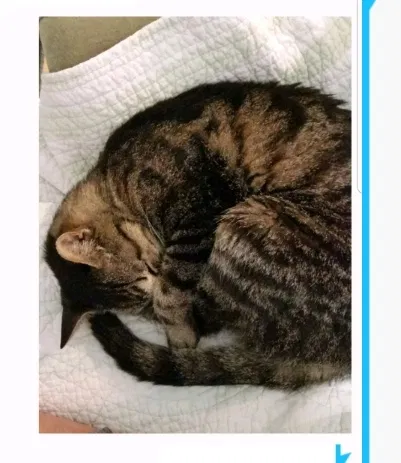 Lost cat in Saint Augustine, FL, 32086
