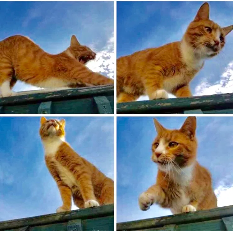 Lost cat in Delaware, OH, 43015