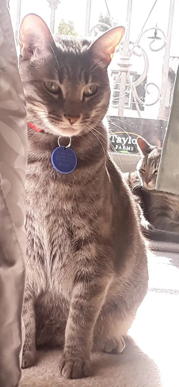 Lost cat in Ladera Ranch, CA, 92694