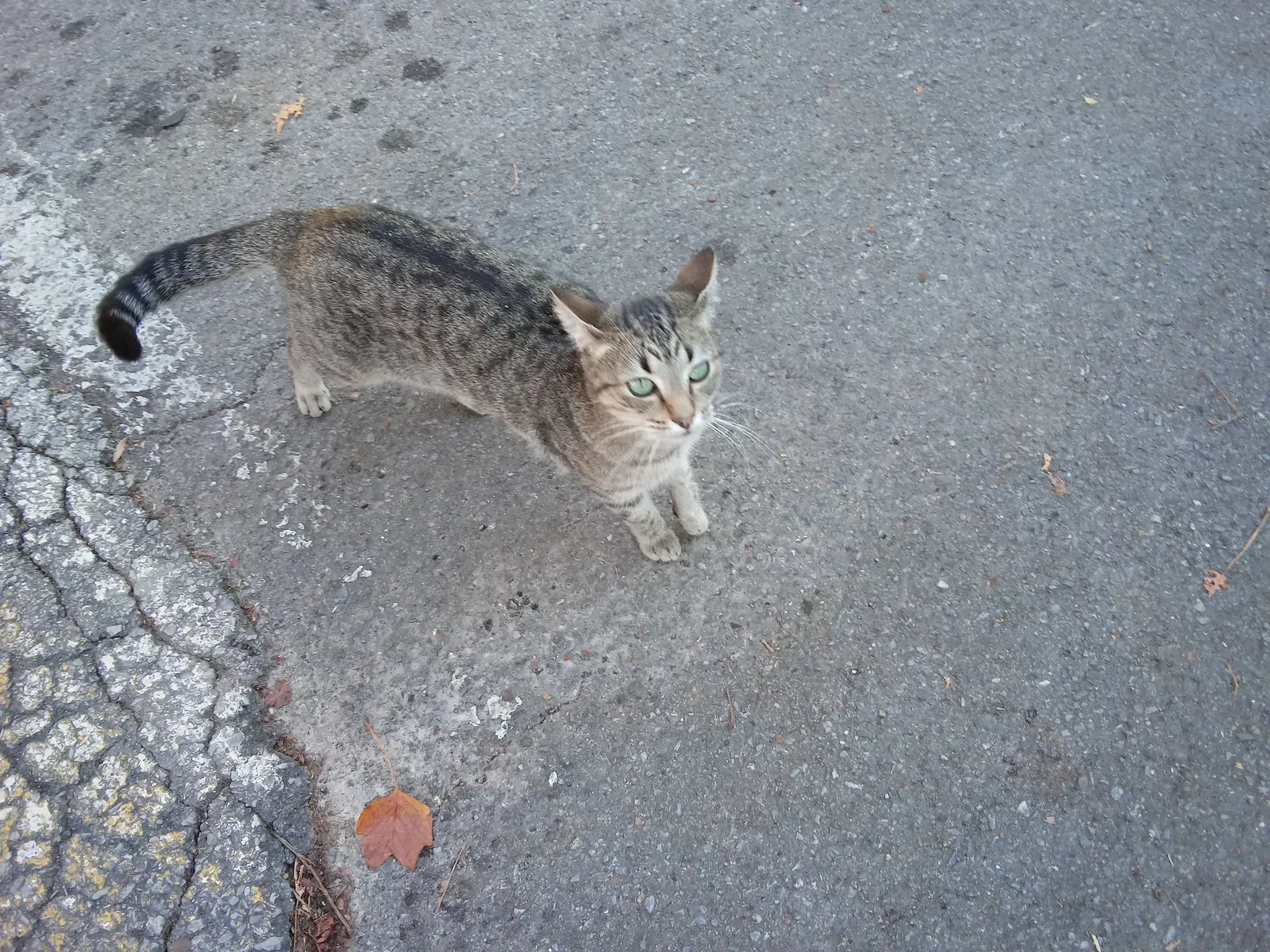 Lost cat in Chattanooga, TN, 37415
