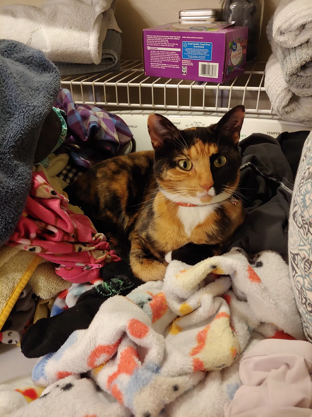 Lost cat in Battle Ground, WA, 98604