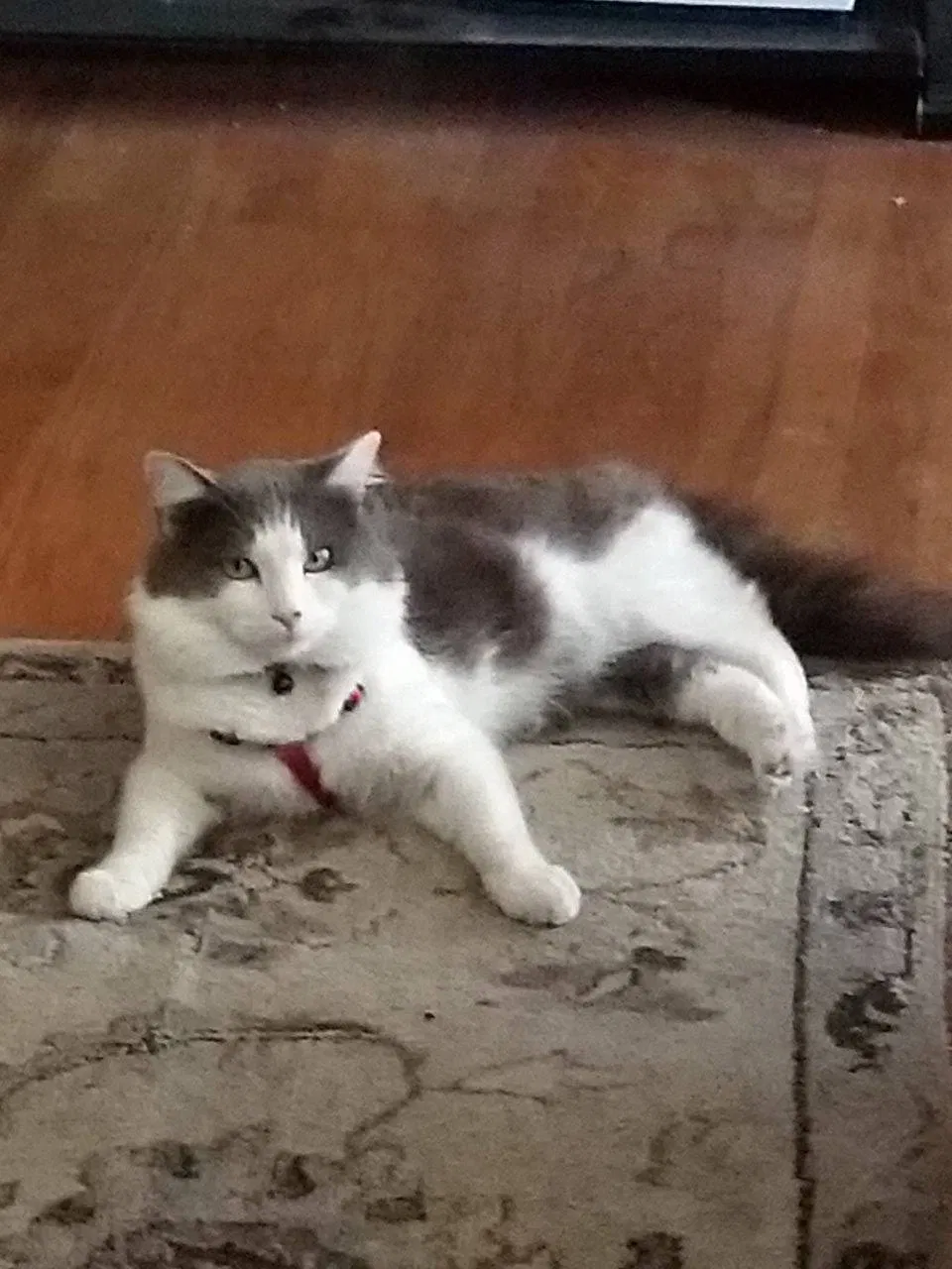 Lost cat in Sacramento, CA, 95823
