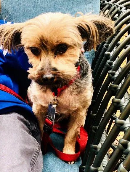 Lost dog in Birmingham, AL, 35212