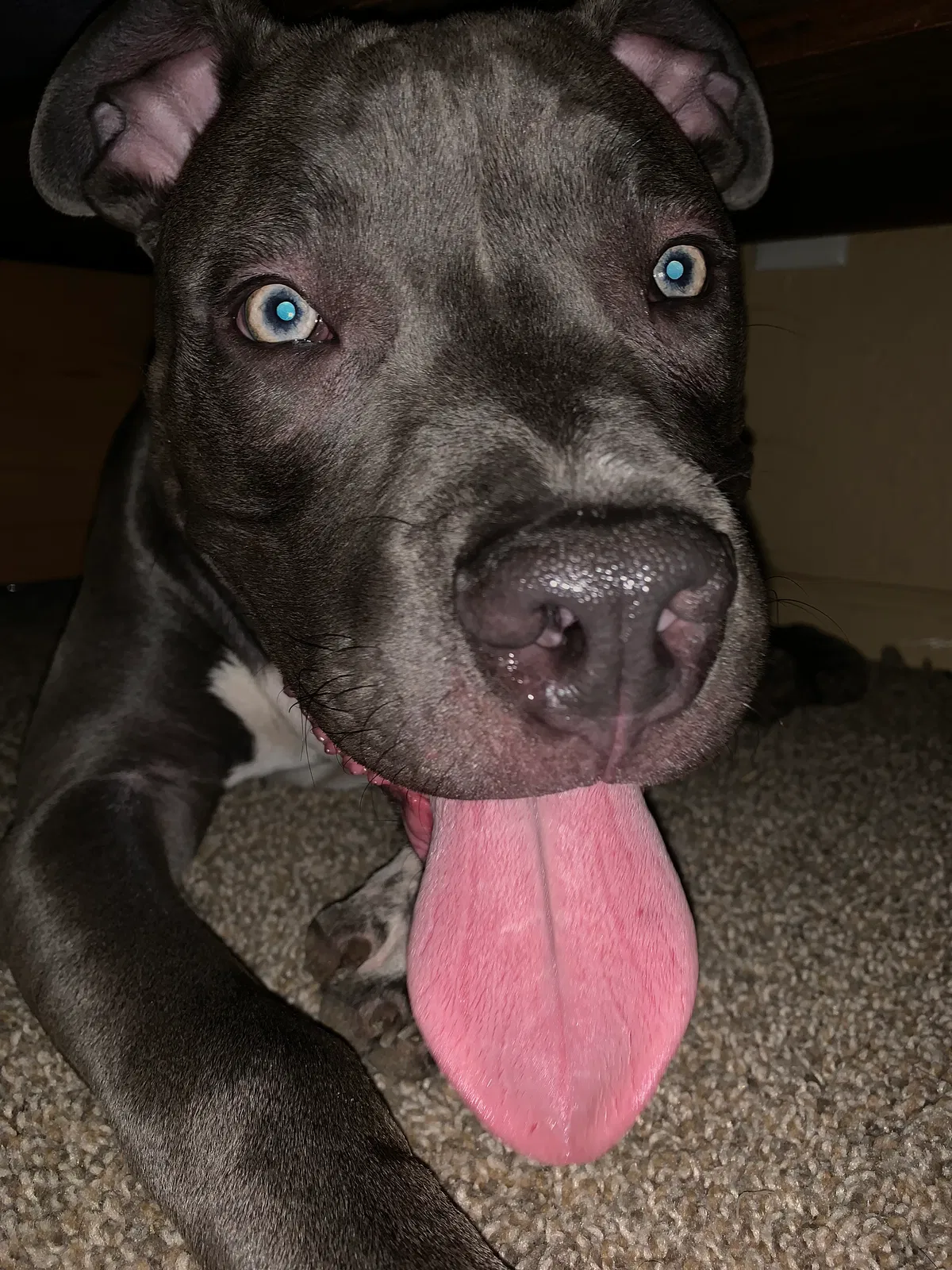 Lost dog in Greeley, CO, 80631