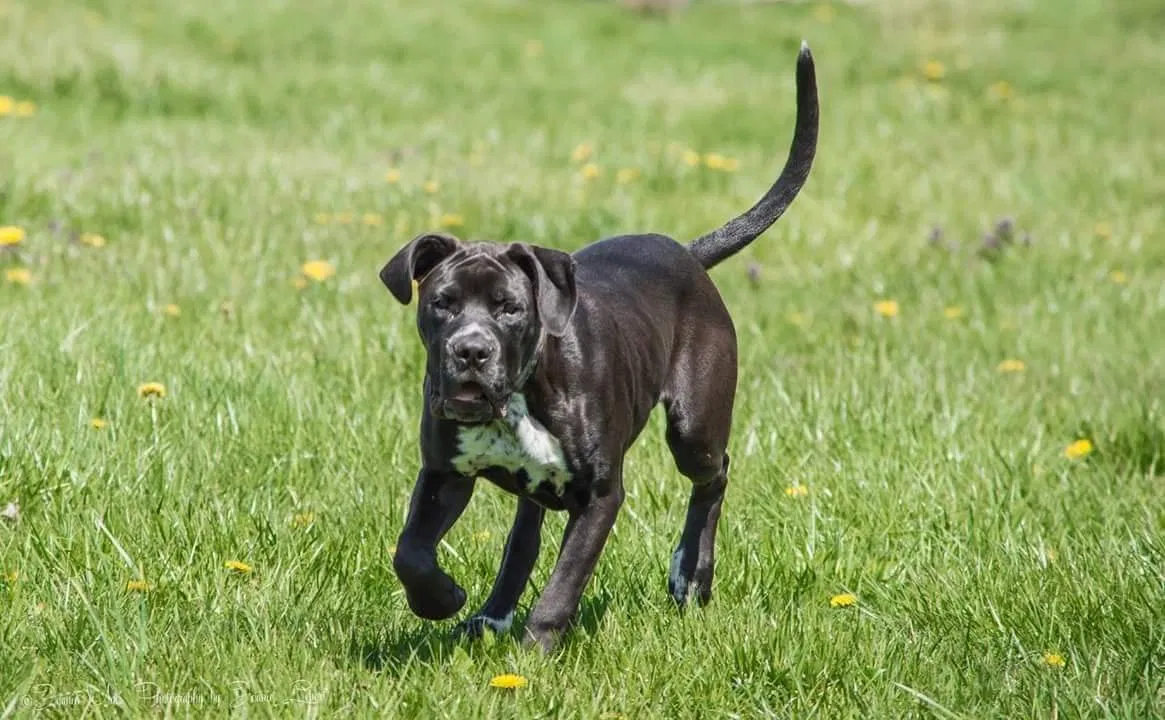 Lost dog in Henderson, WV, 25106