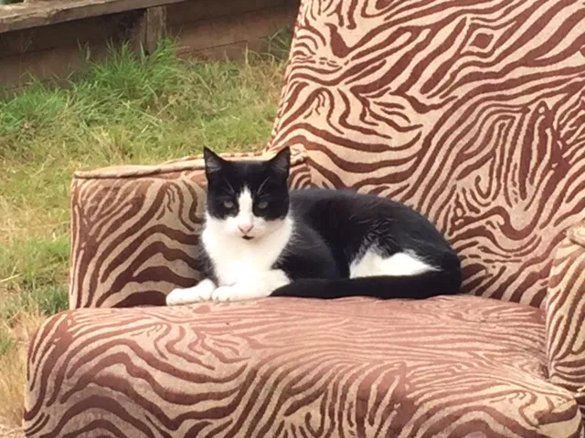 Lost cat in Kirkland, WA, 98033