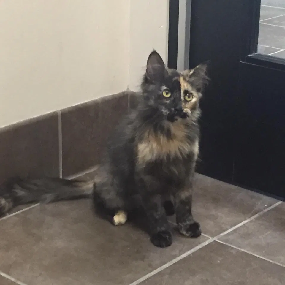 Lost cat in West Des Moines, IA, 50266