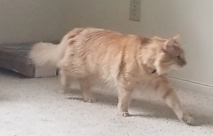 Lost cat in Marina, CA, 93933