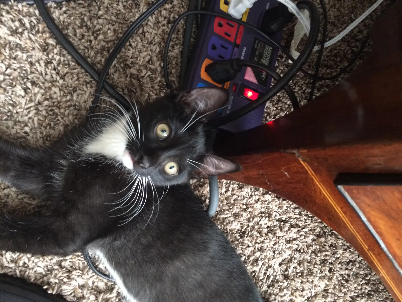 Lost cat in Redding, CA, 96001