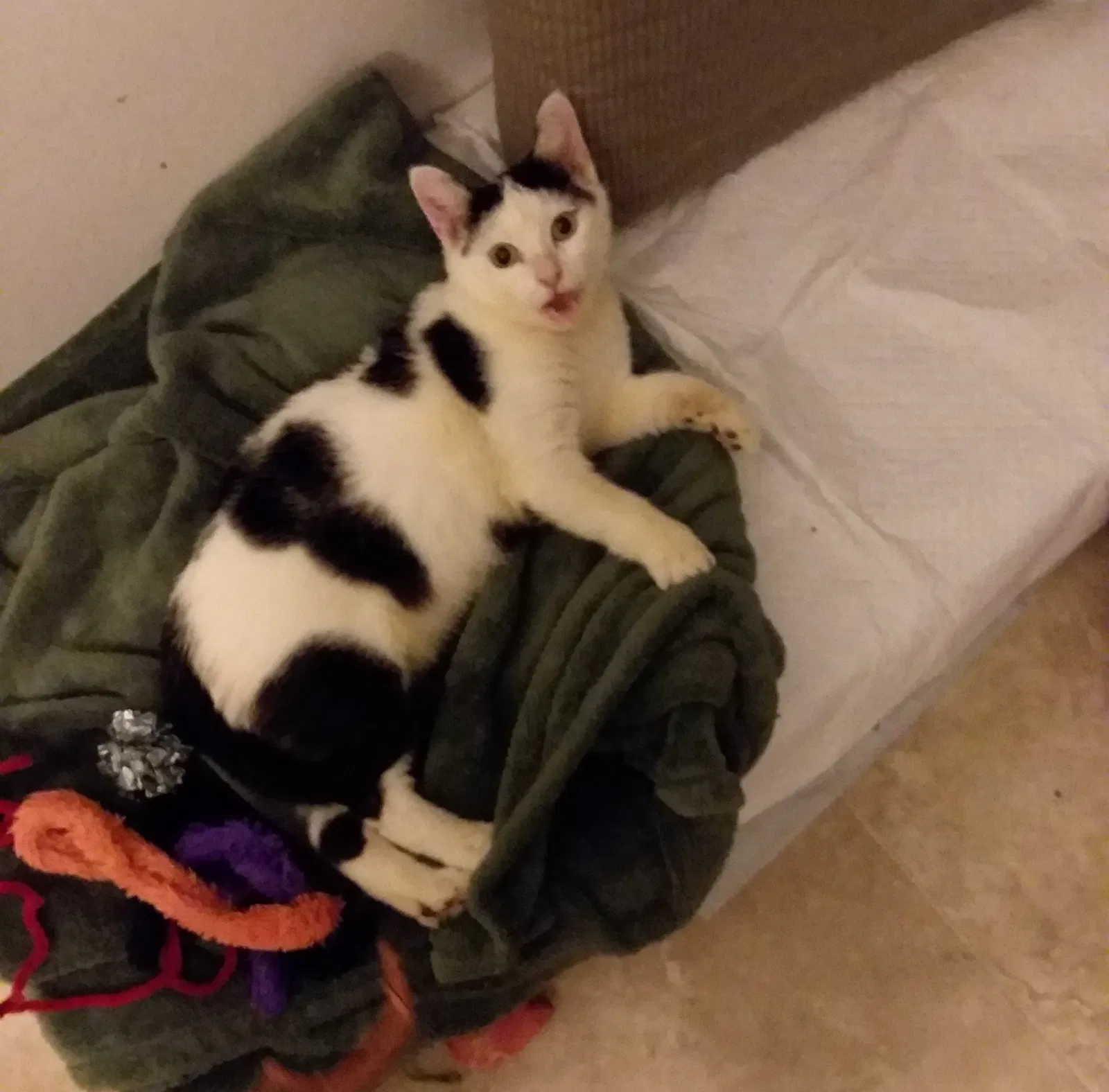 Lost cat in West Palm Beach, FL, 33411