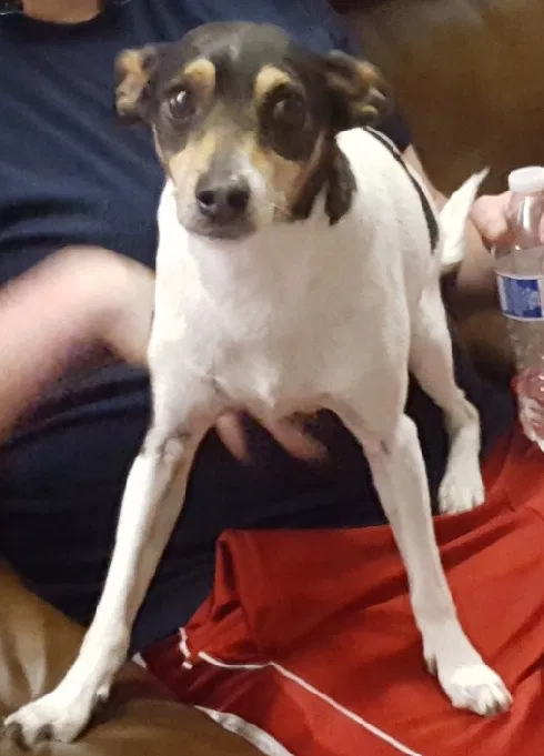 Lost dog in Clovis, NM, 88101