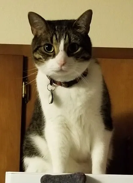 Lost cat in Arvada, CO, 80004