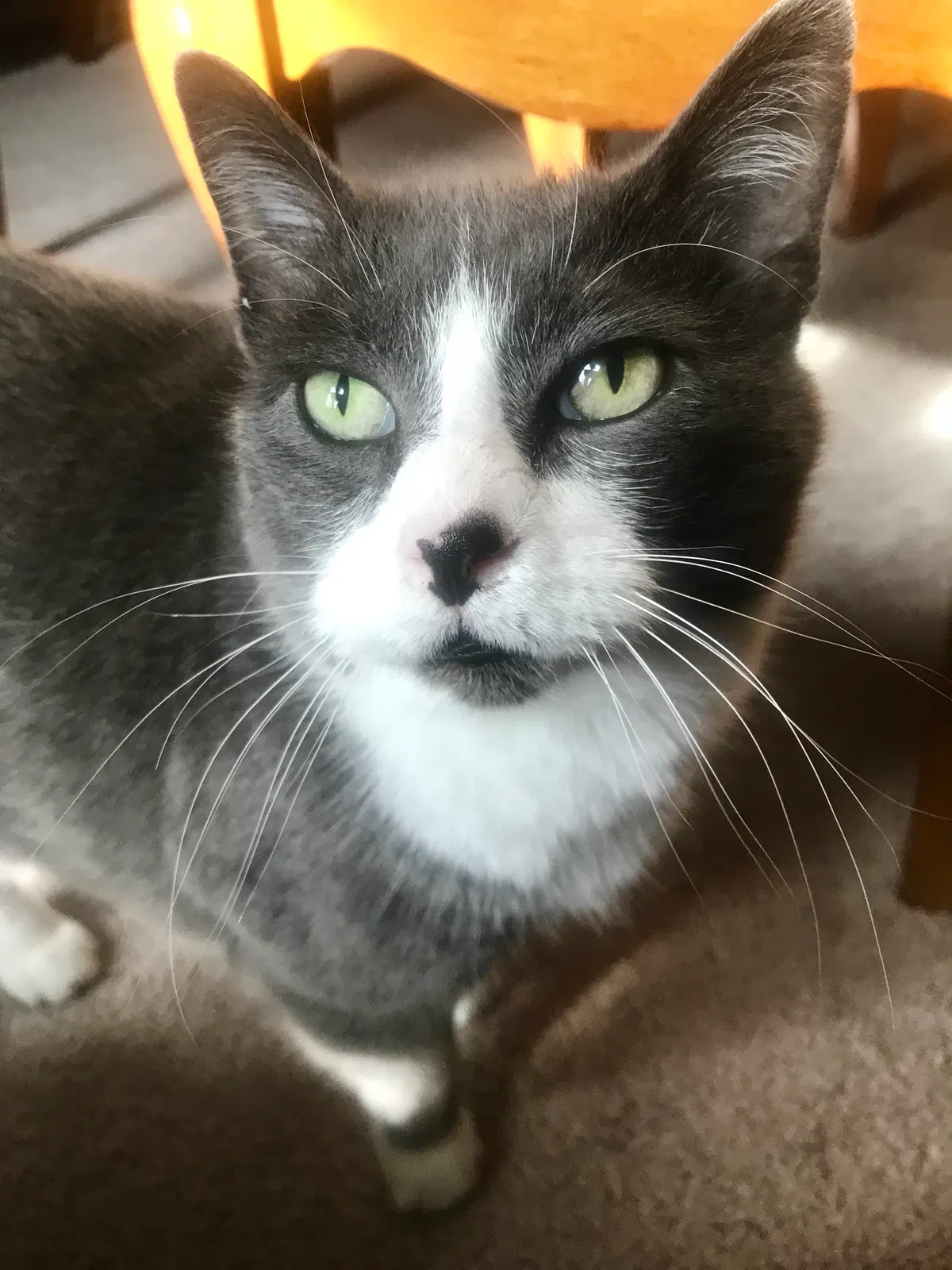 Lost cat in Kansas City, MO, 64118