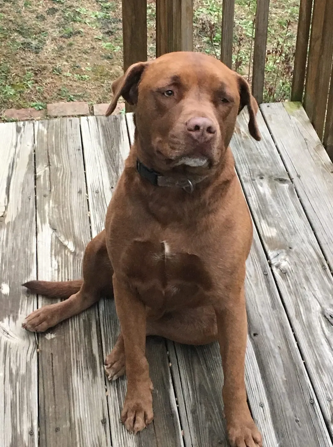 Lost dog in Frenchburg, KY, 40322
