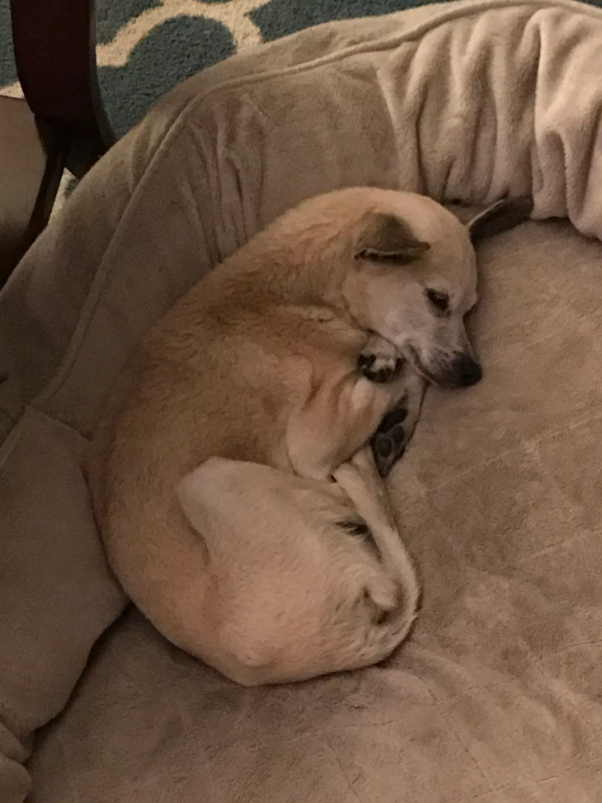 Lost dog in Clovis, CA, 93611