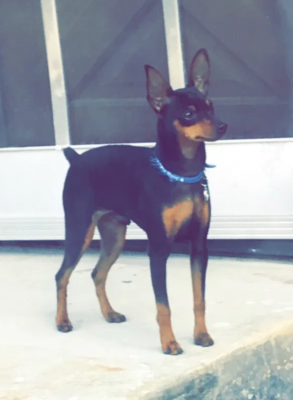 Lost dog in Pope Valley, CA, 94567