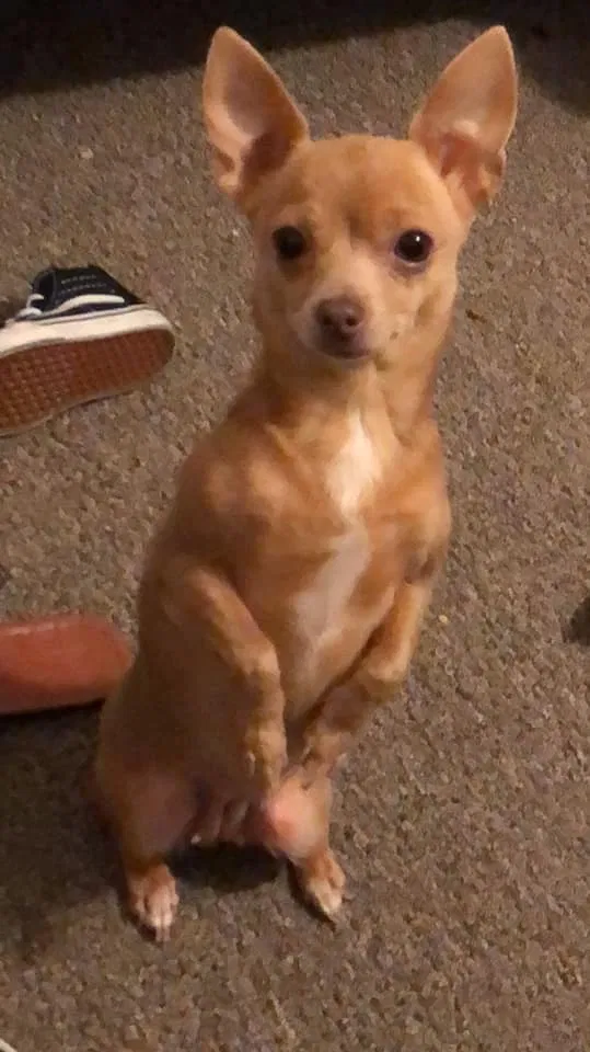 Lost dog in Hopland, CA, 95449