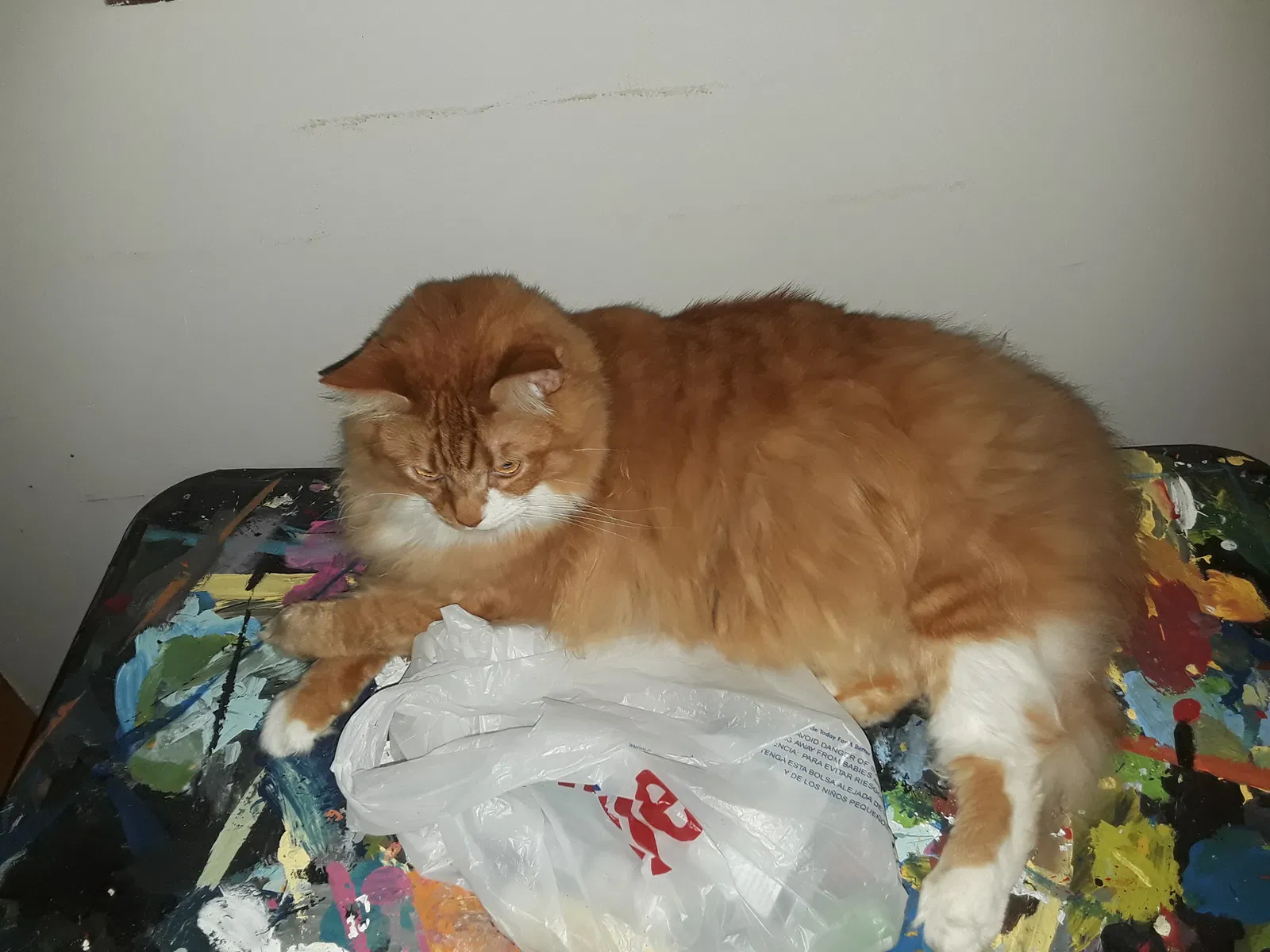 Lost cat in Columbus, OH, 43204