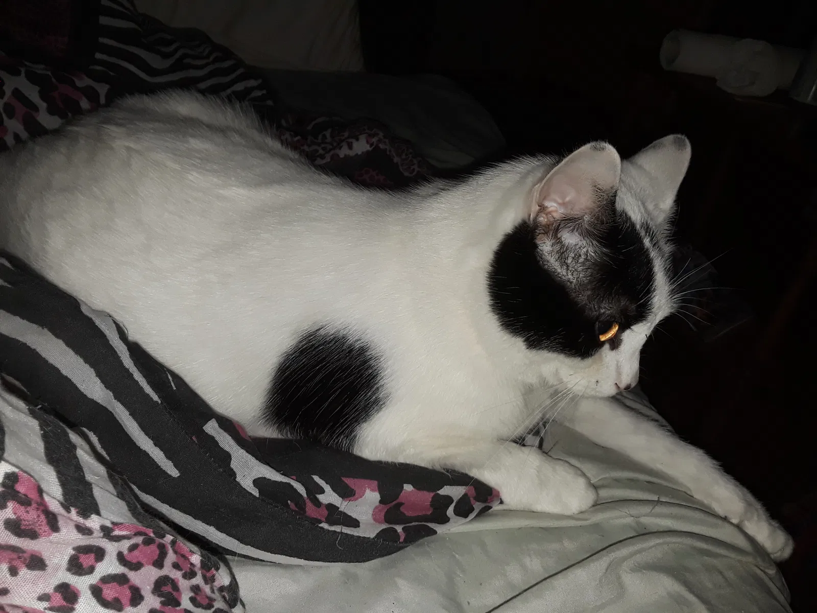 Lost cat in Columbus, OH, 43204