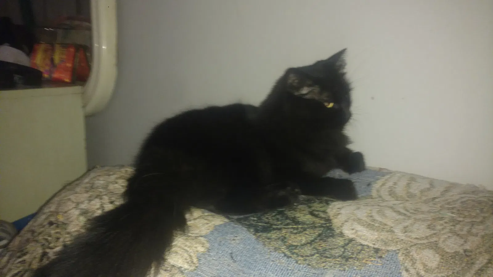 Lost cat in Columbus, OH, 43204
