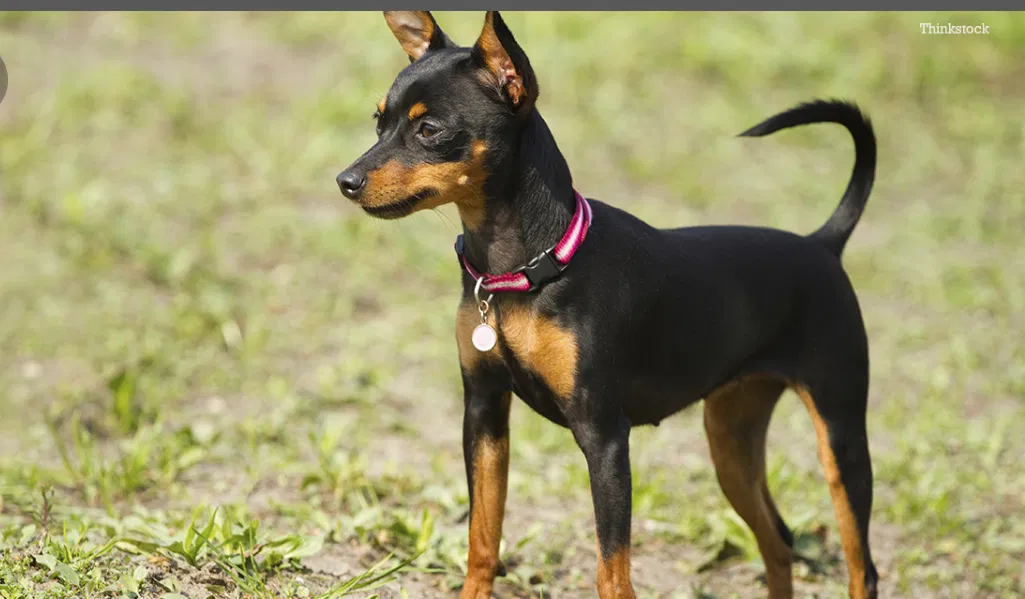 Lost dog in Harrison, OH, 45030