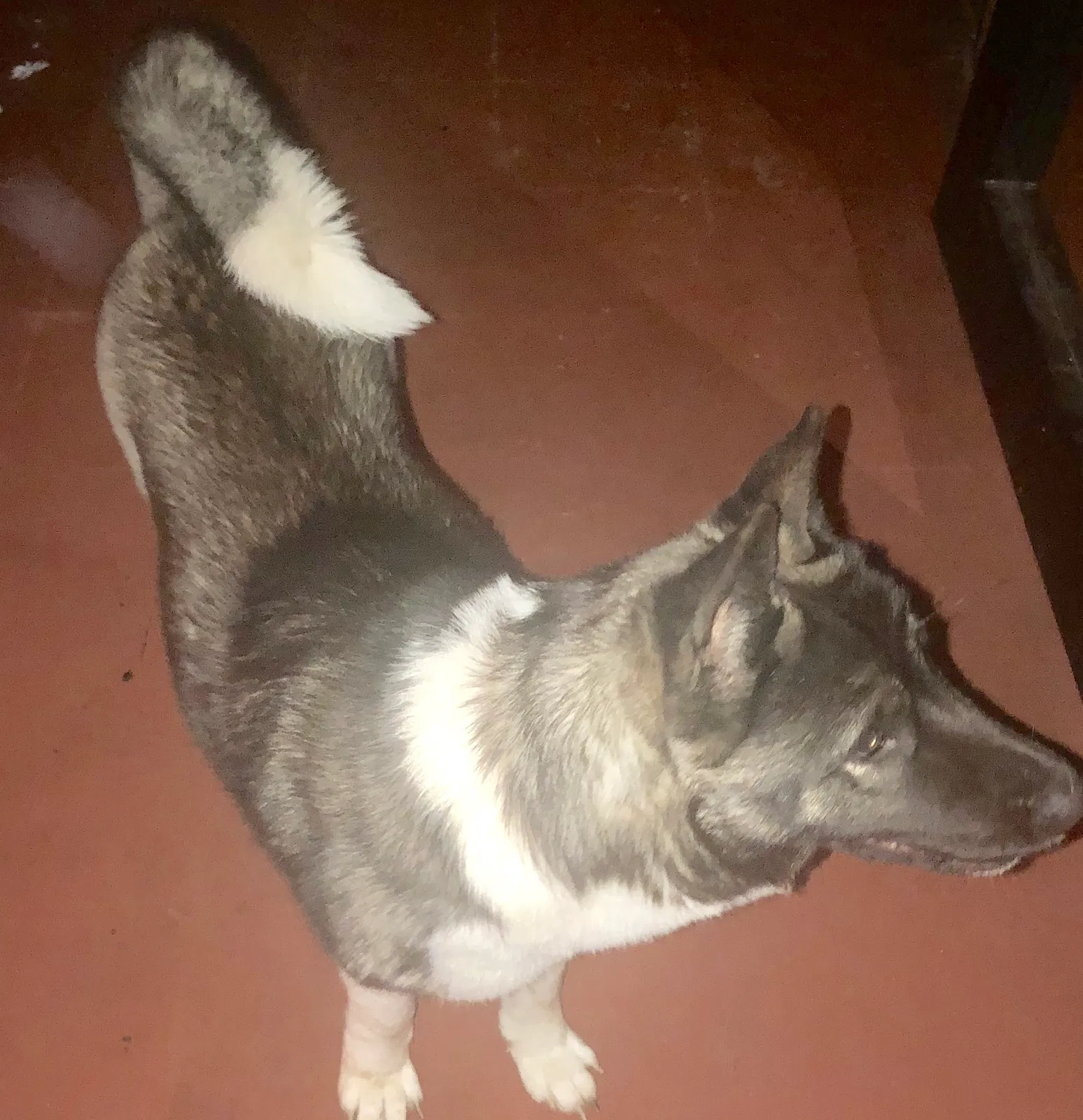Lost dog in Memphis, TN, 38118