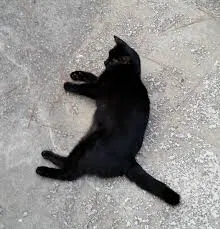 Found cat in Hendersonville, TN, 37075