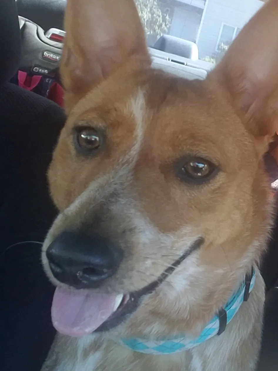 Lost dog in Everett, WA, 98203