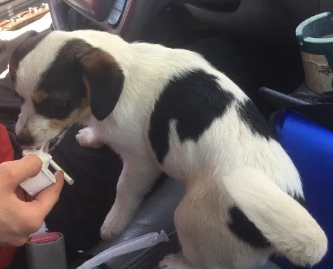 Lost dog in Santa Maria, CA, 93458