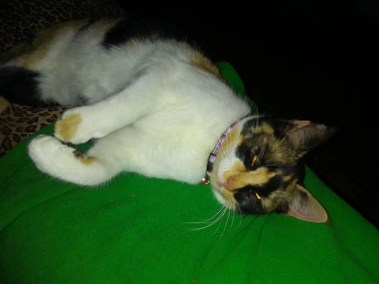 Lost cat in Florence, SC, 29506