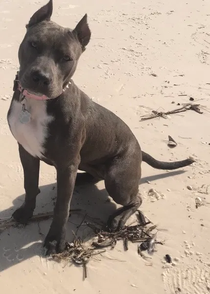 Lost dog in Dothan, AL, 36301