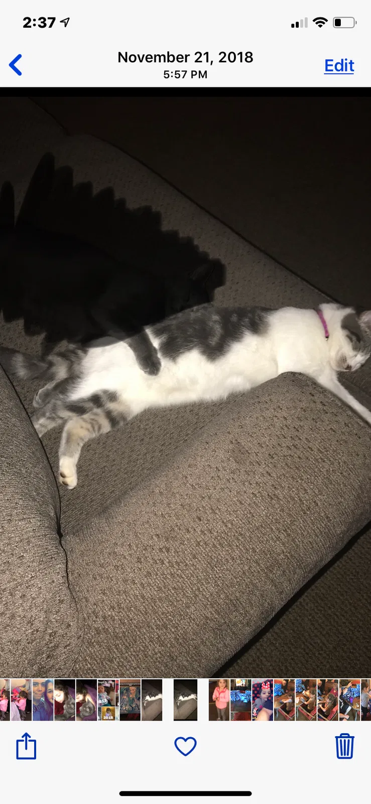 Lost cat in Toccoa, GA, 30577