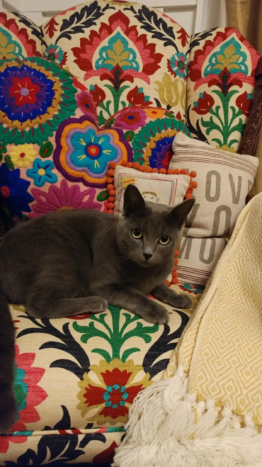 Lost cat in Tacoma, WA, 98407