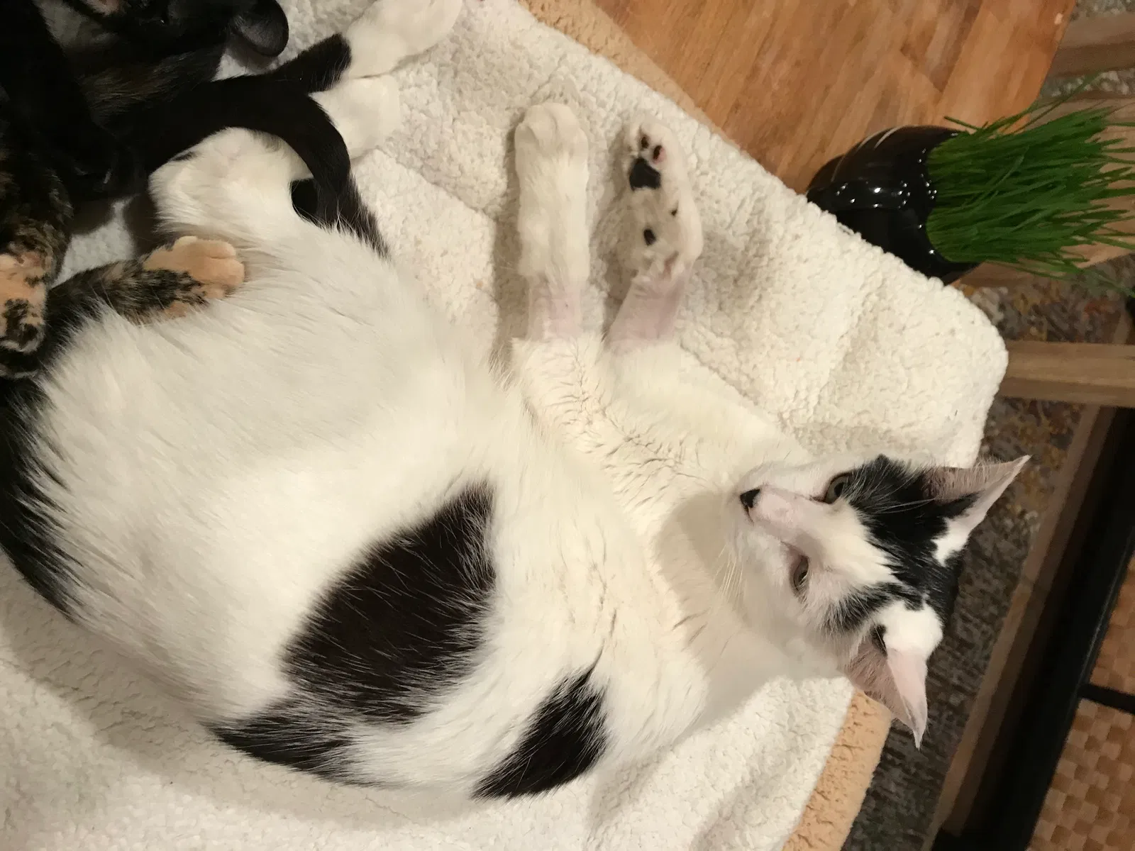 Lost cat in Nashville, TN, 37221
