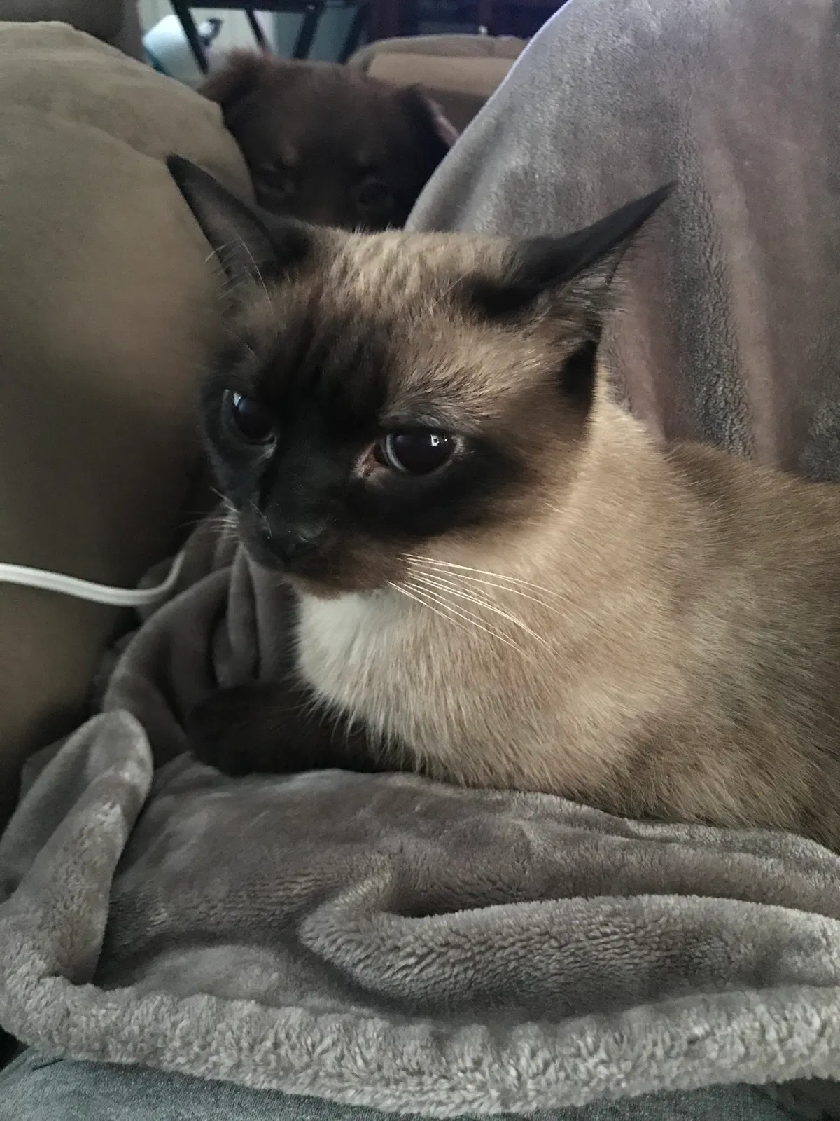 Lost cat in Evansville, IN, 47710