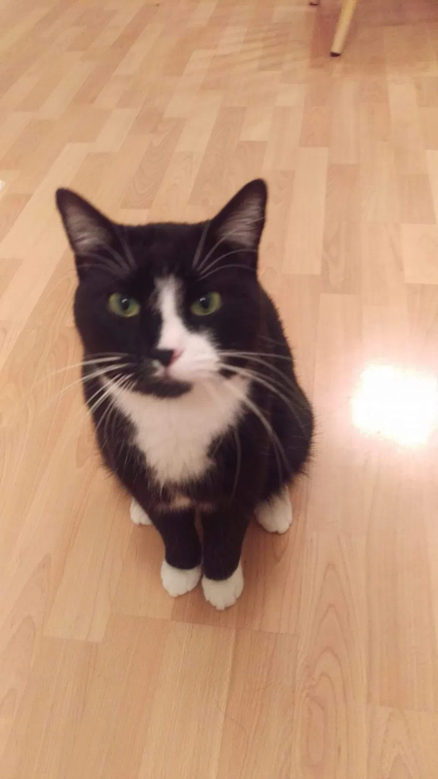 Lost cat in Minneapolis, MN, 55448