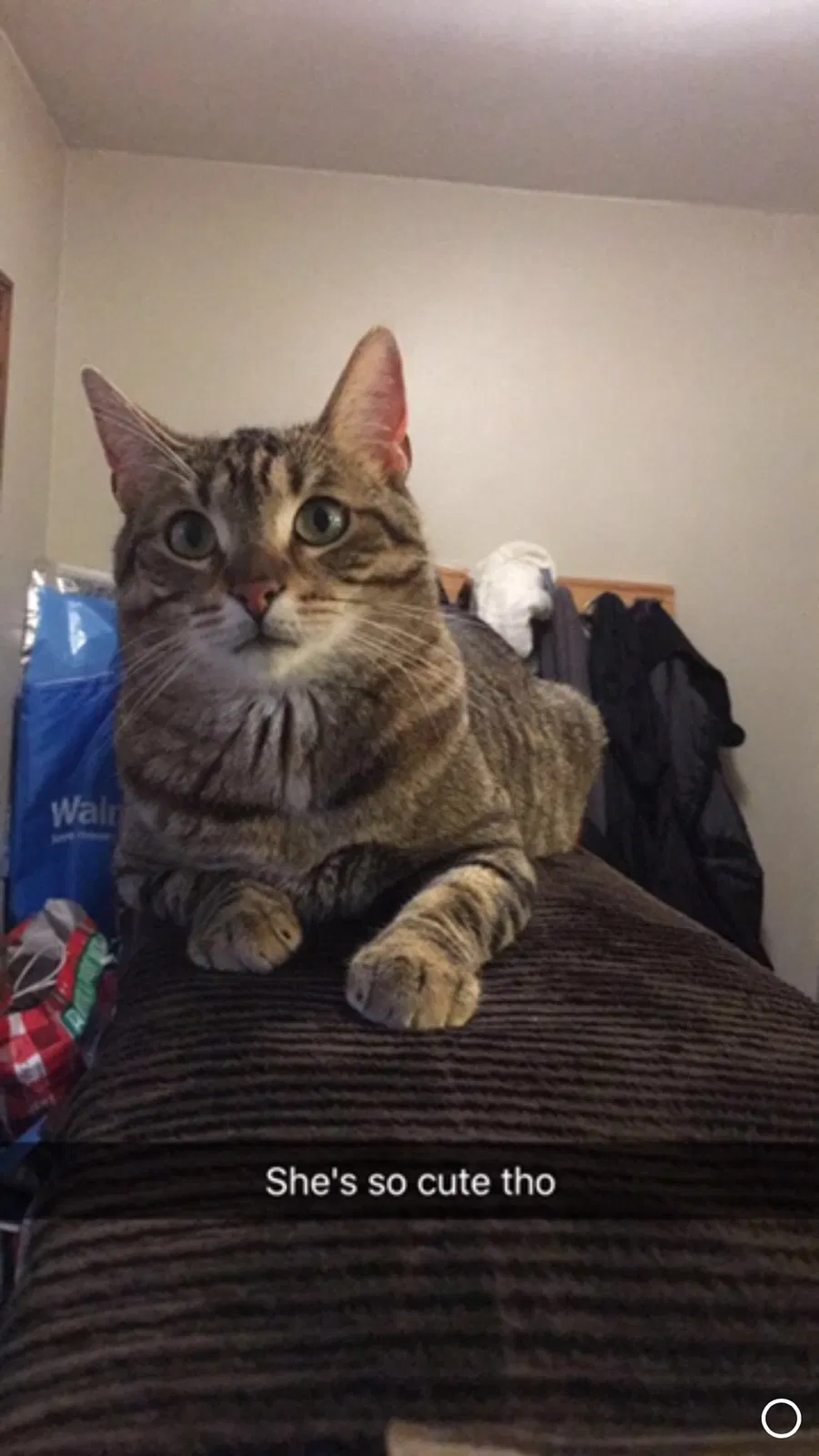 Lost cat in Hartland, WI, 53029
