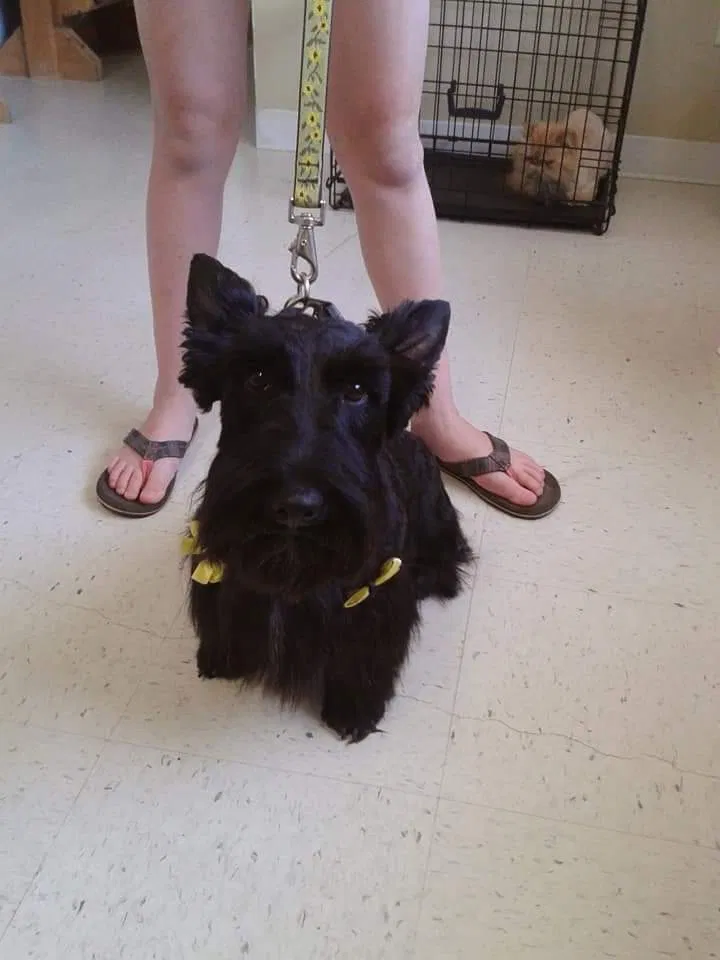 Lost dog in Laurel, MT, 59044