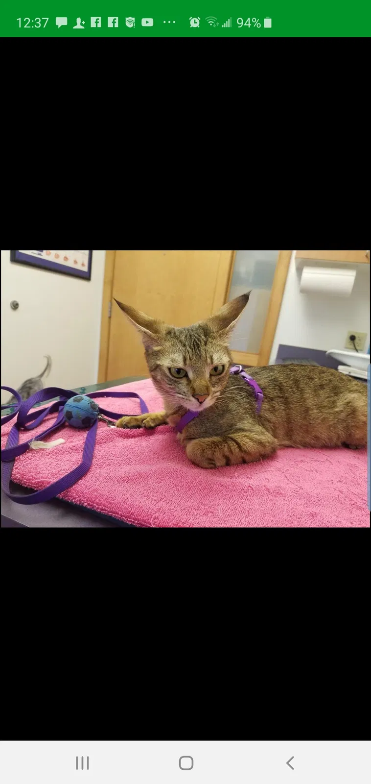 Lost cat in Littleton, CO, 80122