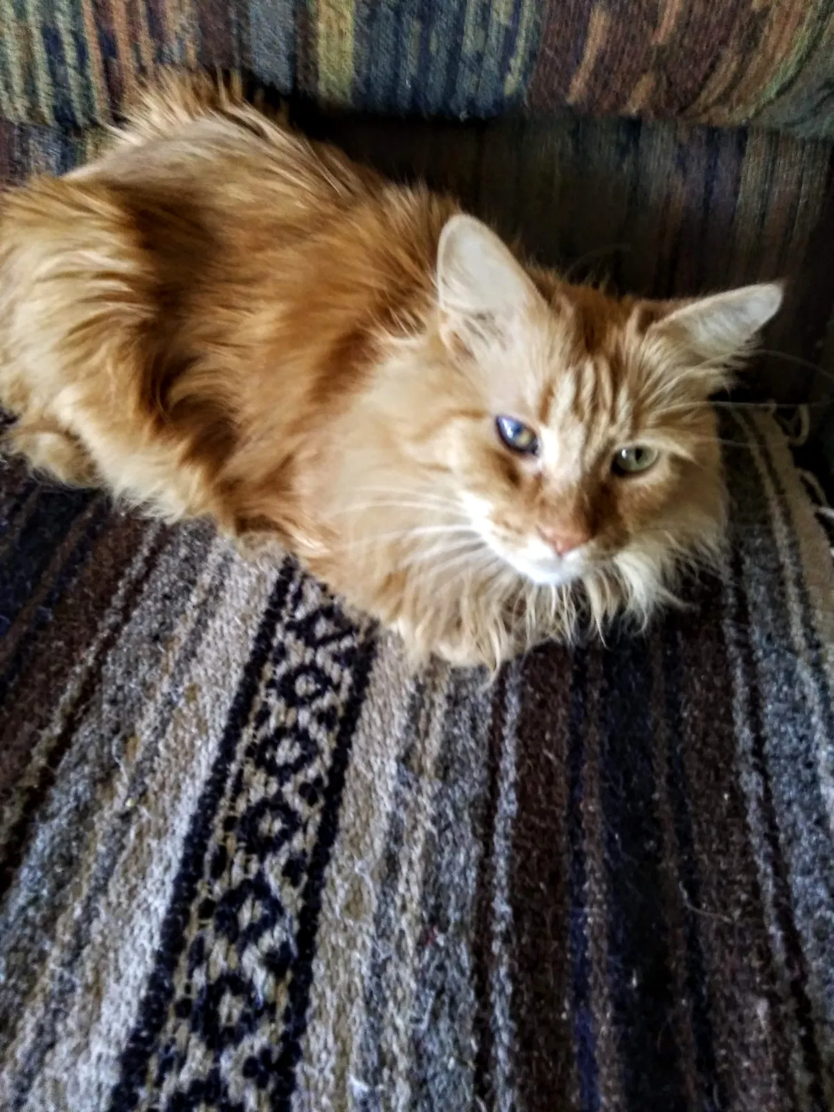 Lost cat in Millers Creek, NC, 28651