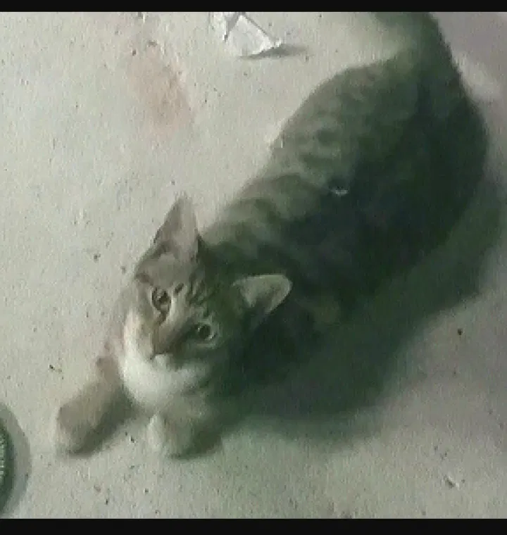 Lost cat in Beech Island, SC, 29842