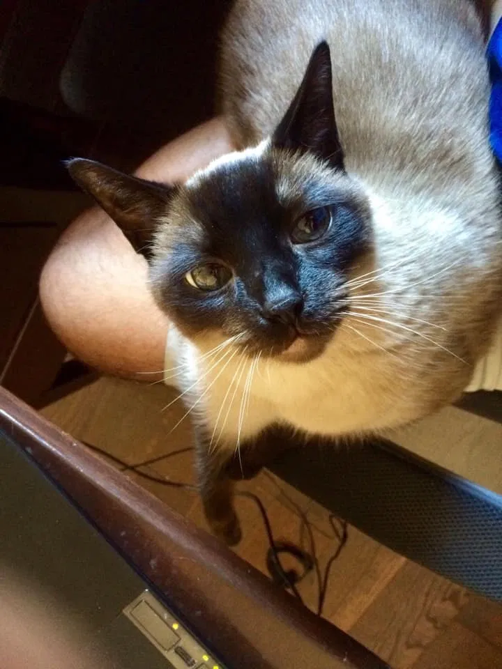 Lost cat in Lake Arrowhead, CA, 92352