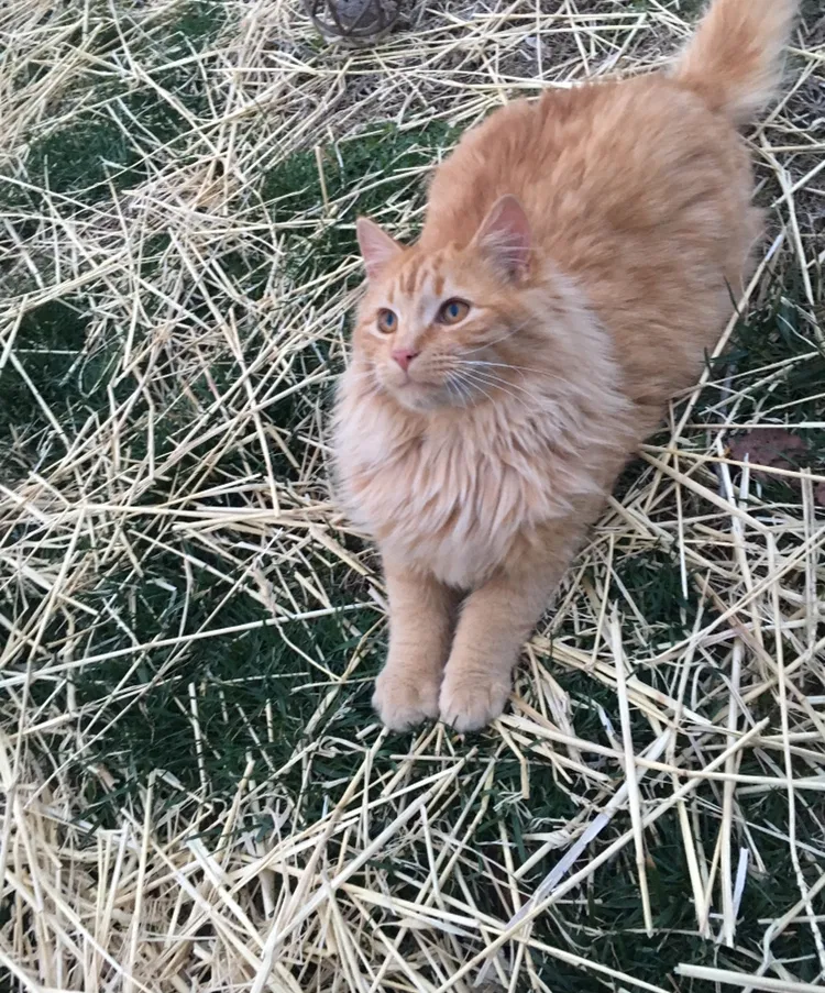 Lost cat in Belle, WV, 25015