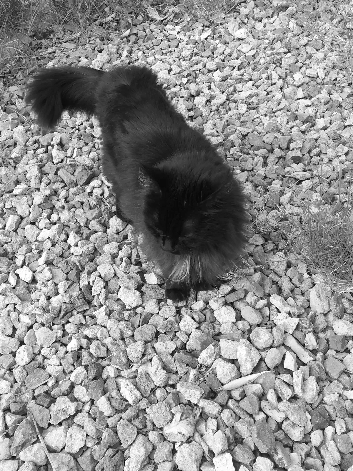 Lost cat in Glendale, AZ, 85301
