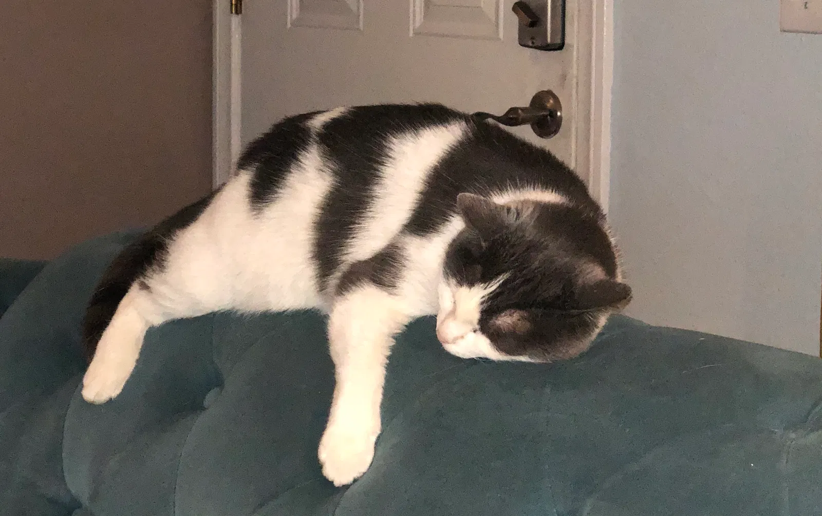 Lost cat in Fullerton, CA, 92831