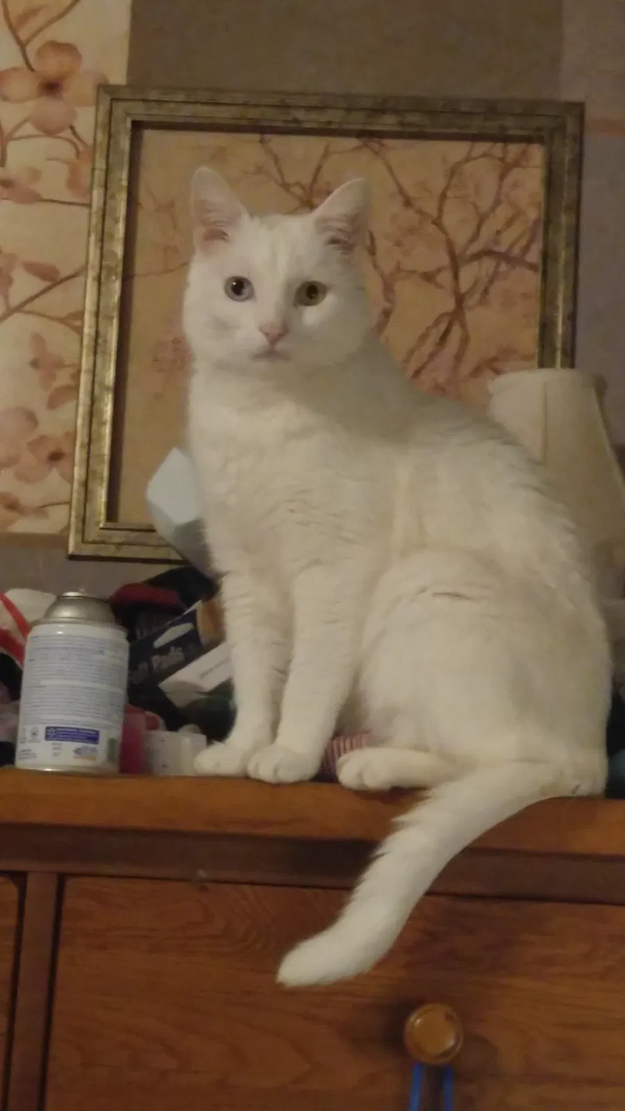 Lost cat in Spanishburg, WV, 25922